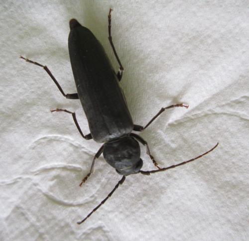 Arhopalus ferus